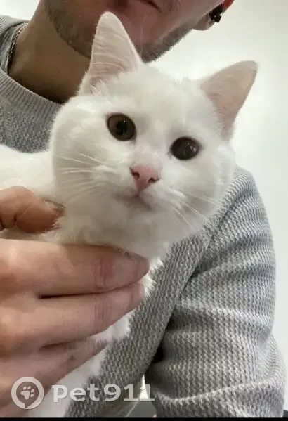 Chat blanc sourd disparu à Wasquehal - photo