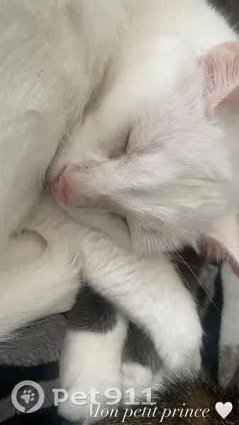 Chat blanc aux yeux bleus perdu à Dampmart - photo