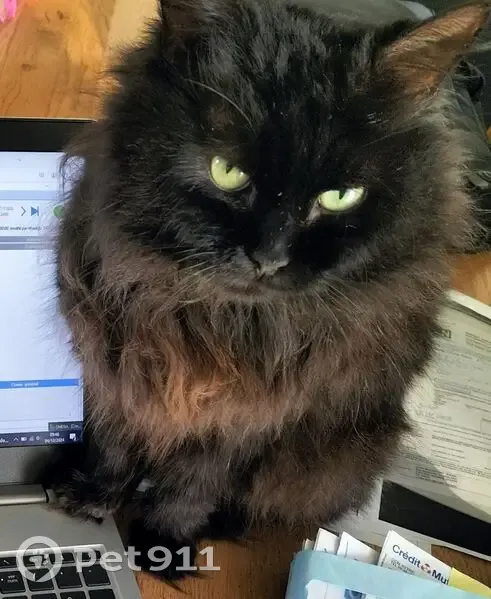 Chat noir perdu à Marennes : Aidez-nous ! - photo