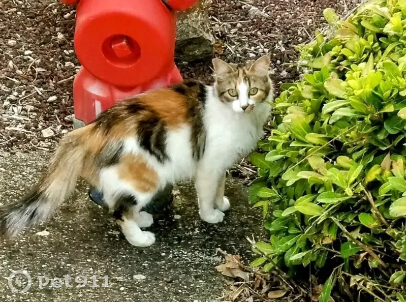 Chat femelle 3 couleurs perdue à Orange - photo