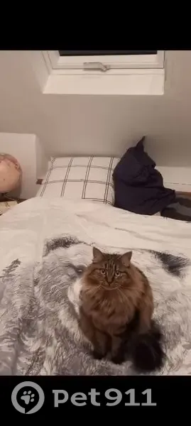 Chatte tigrée disparue à Dijon - photo