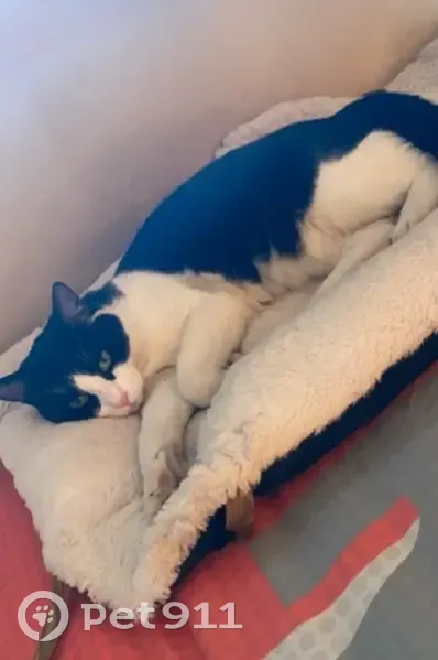 Chat noir et blanc perdu à Marignane - photo