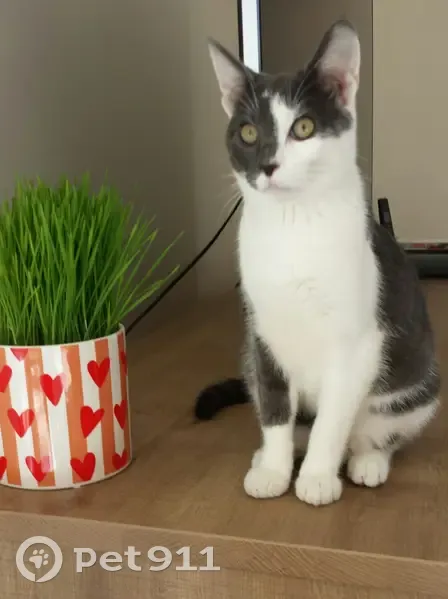 Jeune chat gris-blanc perdu à Colomiers - photo