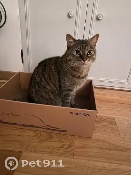 Orphée, chat tigré 7 ans perdu à Ecquevilly - photo