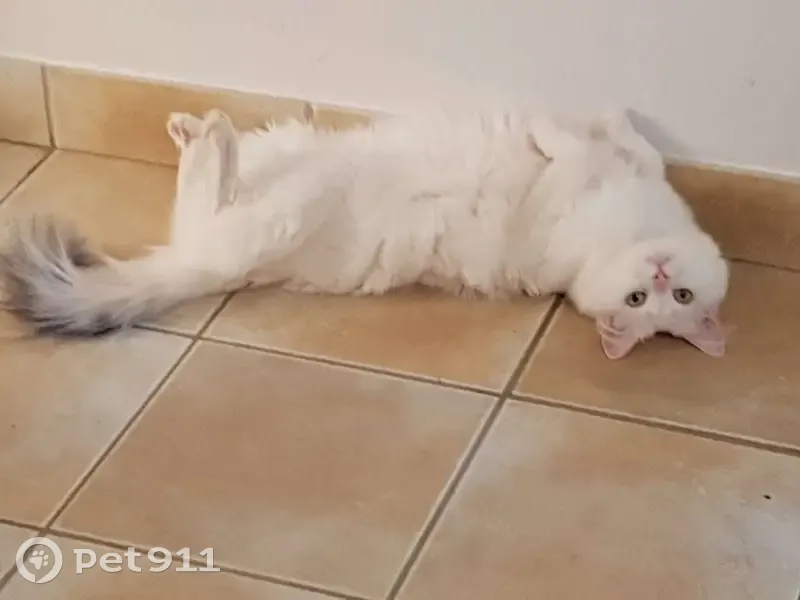 Mimi, chat blanc perdu à Chamblet - photo