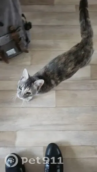 Chatte noire et grise trouvée rue des Acacias - photo