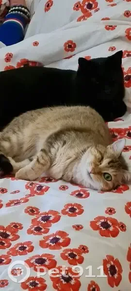 Chatte peureuse disparue à Pujols - photo