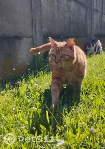 Chat roux disparu à Yzeure - photo