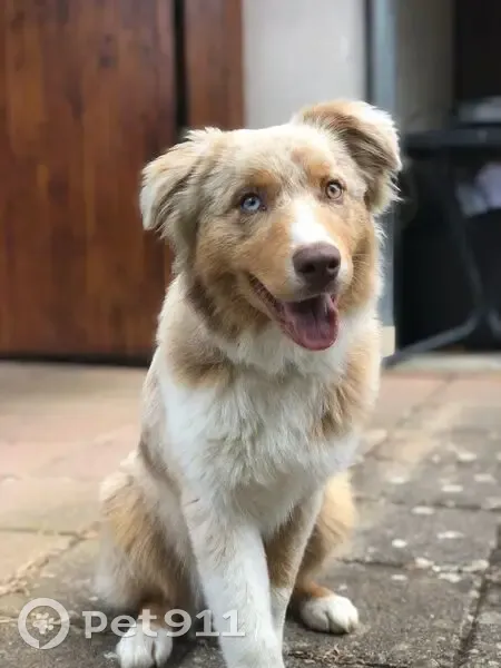 Chien perdu : Estia, berger australien - photo