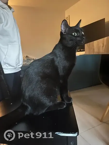 Chat noir 9 mois perdu à Montpellier - photo