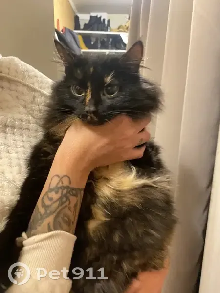 Chat trouvé à Angers, rue François Mauriac - photo