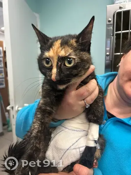 Chatte écaille blessée, clinique Aucamville - photo