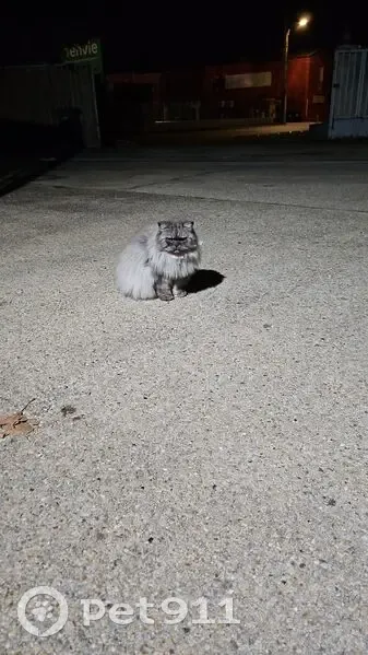 Grand chat gris trouvé à Nîmes - photo