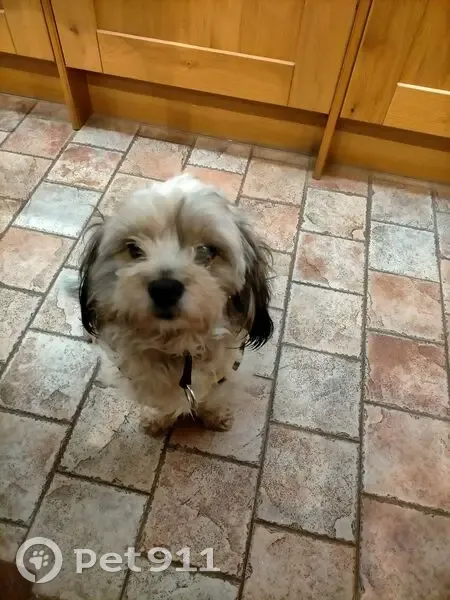 Chienne Shih Tzu trouvée à Champlan - photo
