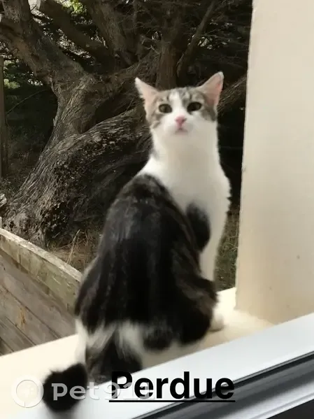 Chatte Tambouille disparue à Saint-Georges - photo