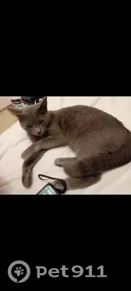 Chat perdu avec S tatoué à Milhaud - photo