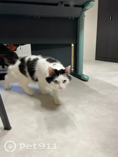 Chat trouvé, cherche propriétaire urgent - photo