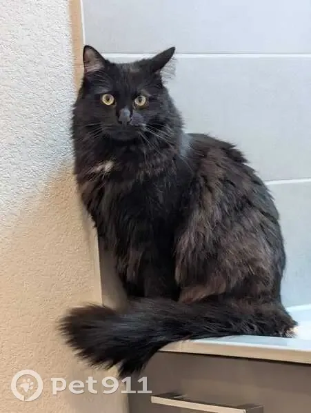 Chat noir disparu à Montpellier - photo