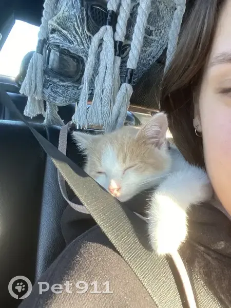 Chaton roux et blanc perdu à Lons - photo