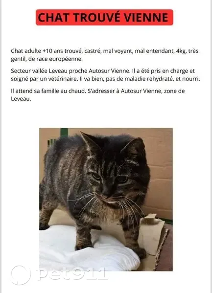 Chat trouvé sur Route de Leveau, Vienne - photo