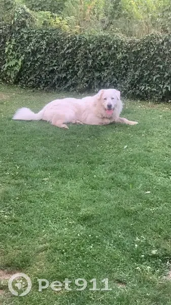 Chien perdu à Val-de-Virvée : Patou Urtis - photo