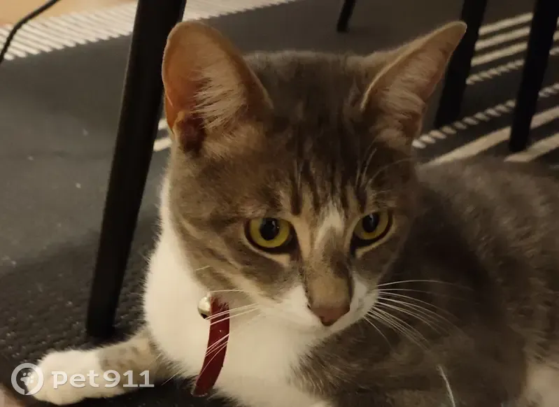 Chat gris et blanc perdu à Mauléon - photo