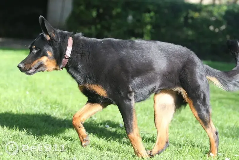 Beauceron noire 9 ans perdue à Saumur - photo