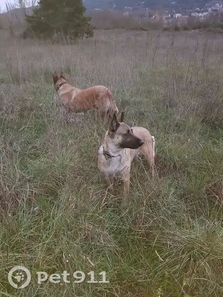 Malinois femelle perdue en forêt du Beausset - photo