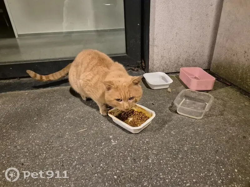 Chat mâle roux trouvé à Bordeaux - photo