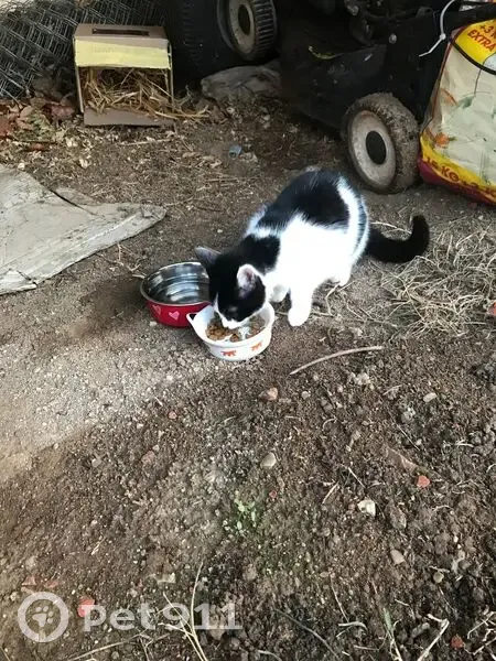 Chatte blanche et noire trouvée à Charnas - photo