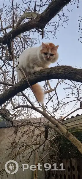 Chat perdu blanc et roux à Maisons-Alfort - photo