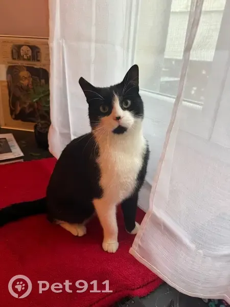 Chat disparu : Félix, 2 ans, Villiers-sur-Marne - photo