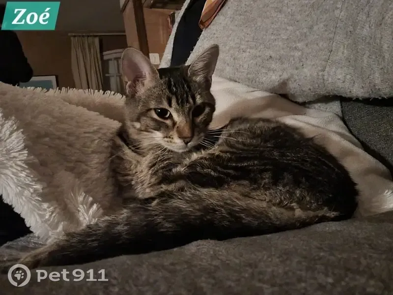 Chatte tigrée Zoé perdue à Vieille-Toulouse - photo