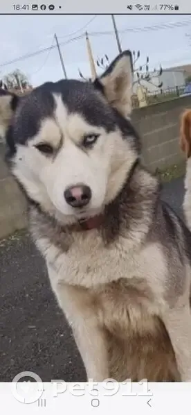 Husky femelle disparue à Doussay - photo