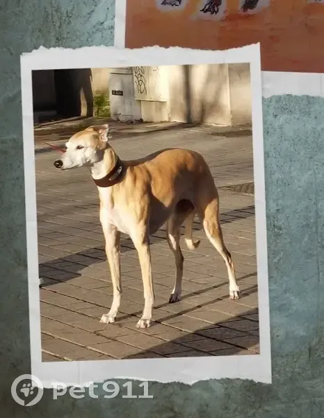 Chien perdu : Gaïa, femelle 12 ans craintive - photo