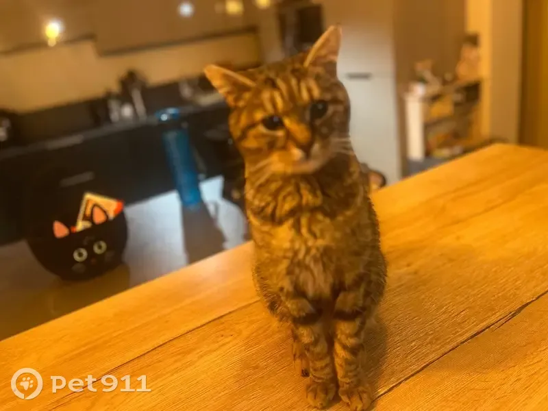 Chat européen tigré perdu à Osny - photo