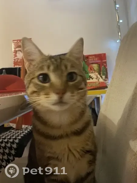 Chat perdu : Tigre, gris/noir/beige, Rue Lennon - photo