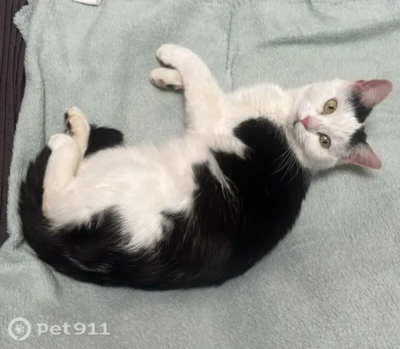 Chatte noire/blanche trouvée à Clamart - photo