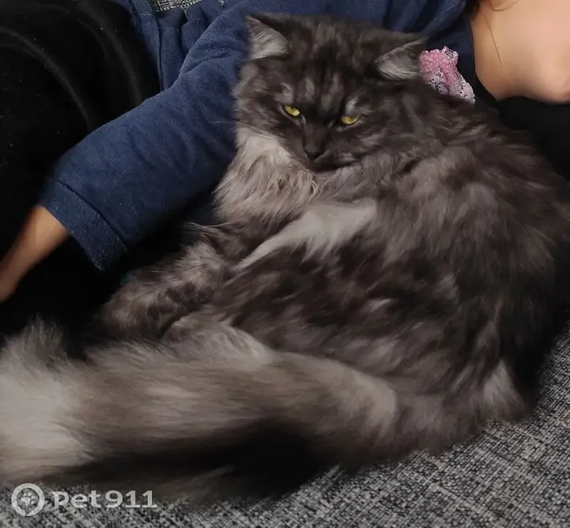 Chatte Angora grise perdue à Bombon - photo