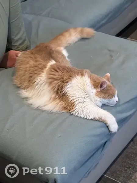 Chat mâle crème/roux/blanc perdu à La Plagne - photo
