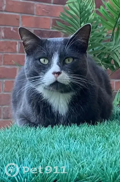 Chat perdu à Lallaing : Aidez-nous ! - photo