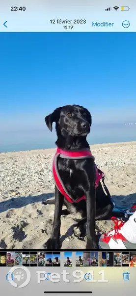 Deux chiens perdus à Châteauneuf-les-Martigues - photo