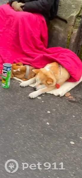 Chien Akita suspecté de vol à Paris - photo