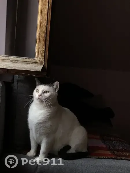 Chat perdu : Marley, blanc et gris, sociable - photo