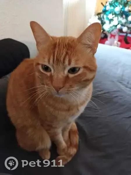 Chat roux perdu près école Ruy-Montceau - photo
