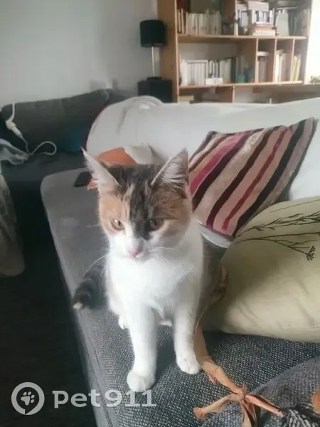 Chatte Jade 8 mois disparue à Souppes - photo