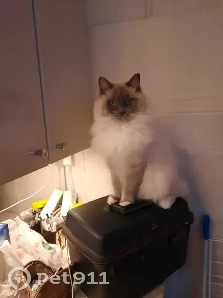 Chatte Ragdoll blanche perdue à Hyères - photo