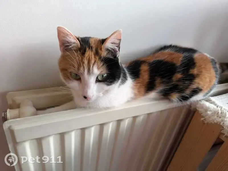 Chatte tricolore 3 ans perdue à Brest - photo
