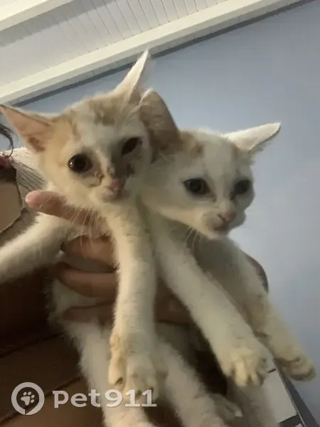 Chat et 2 chatons trouvés à Port-Louis - photo