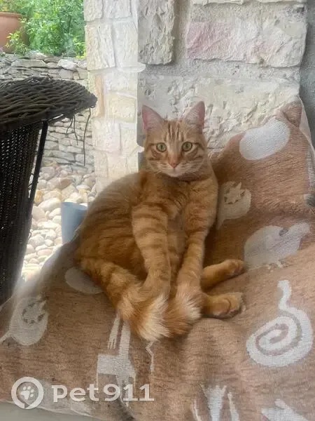 Chat roux Léon disparu à Lyon 2ème - photo